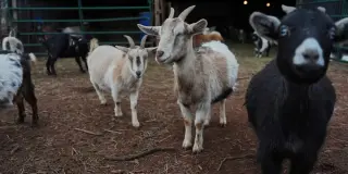 Rabies scare in NC as mobile petting zoo goats test positive; hundreds exposed