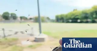 California Tests Mosquito Release Strategy to Reduce Dengue Amid Warming Climate