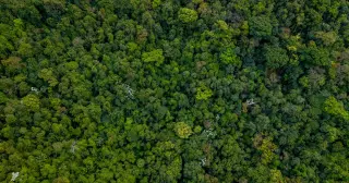 Canopy Alerts Go Viral: Cross-Species Alarm Calls Ripple Through the Amazon