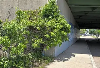 311 Alert: Poison Ivy Runs Rampant Along Dorchester's Gallivan Boulevard Corridor