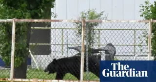 Cunning Fukushima bear evades capture after four attacks