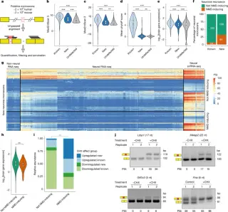 Machine learning decodes microexon splicing to uncover rare autism-linked variants