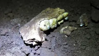 Rising Star Homo naledi fossils appear all female, fueling debate over burial practices
