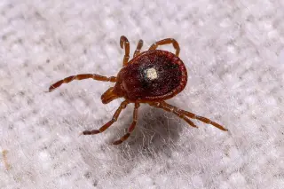 Urban Ticks Rise: Bourbon Virus Case Signals NYC’s Growing Tick Threat