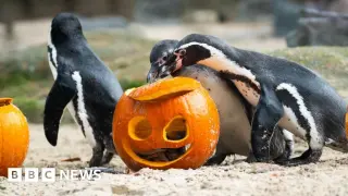 London Zoo Distributes Pumpkin Treats to Animals Ahead of Halloween