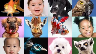 The big-lab fix: babies, dogs and the quest to fix psychology's reproducibility crisis