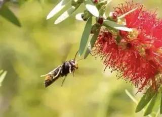 Invasive yellow-legged hornet spotted in Pacific Northwest