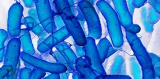 Memory Gates in Bacteria Mirror AI Learning