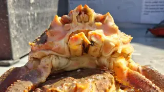 Bering Sea Heatwave Triggers Unprecedented Surge in Hybrid Crabs
