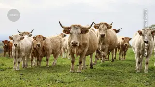 First Human Death from Shamonda Virus Confirmed in France
