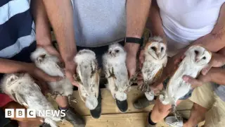 Six-barn-owl brood nests at Peterborough farm, lifting spirits after arson attacks