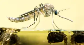 West Nile Virus in NYC Surpasses 2025 Total