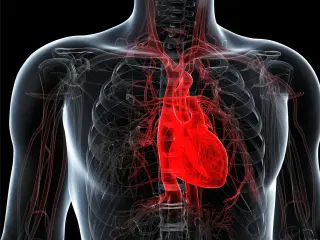 Weight-Loss Drugs Show Long-Term Heart Benefits Across High-Risk Patients