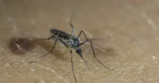 Why Mosquitoes Pick Favorites—and How You Can Beat the Buzz