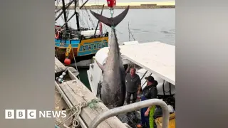Historic Bluefin Tuna Lands on Yorkshire Coast After Decades