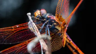 Dragonflies Fly Like Fighter Pilots, New Study Finds