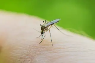 Breakbone fever goes global as mosquitoes push into new lands