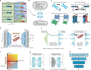 Raygun: AI-driven, length-agnostic protein design that preserves function