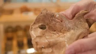 Neanderthal Shoulder Blade Reveals Earliest Evidence of Wooden Spear Homicide
