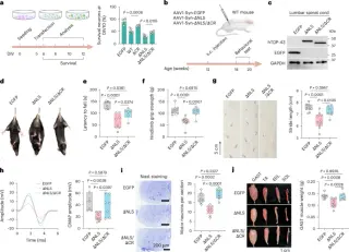 Targeting TDP-43's Conserved Region Shields Neurons in ALS Models