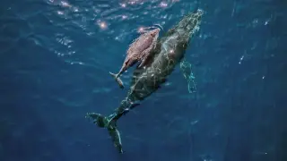 Drone footage captures rare humpback birth off Australia, adrenaline-fueled moment for photographer