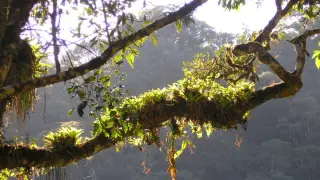 Rainforest Tree Extract Targets Covid-19 on Multiple Fronts
