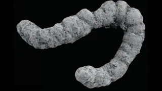 Ancient Poop May Have Jumpstarted the Cambrian Explosion
