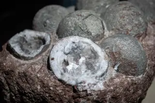 Icebound Giant Egg Redraws Mosasaur History