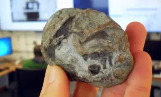 Ancient mammal ancestors laid eggs, fossil reveals