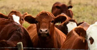 Beef’s Environmental Toll: 15,400 Litres of Water and 99 kg CO2e Per Kilogram