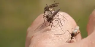 East Tennessee records a rare La Crosse virus neuroinvasive case
