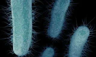 Mobile resistance gene drives US rise of deadly hospital infections