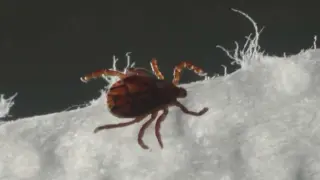 UNH to map tick habitats with $8M NSF grant