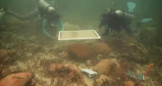 Florida Study Shows PVC Umbrellas Can Reverse Coral Bleaching