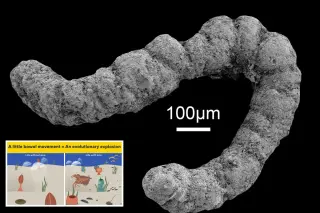 Ancient Feces May Have Fueled the Cambrian Explosion