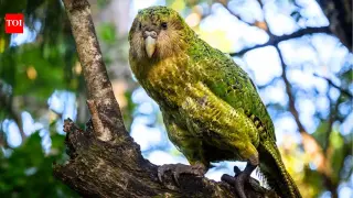 Kakapo comeback: New Zealand's heaviest parrot climbs to 325 after record 2026 breeding season