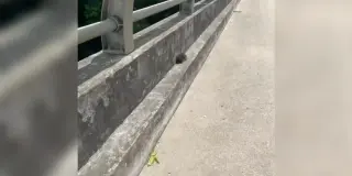 Brave Bridge Rescue Brings Kitty Kirby Home