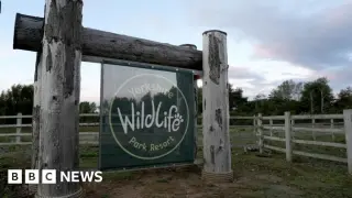 Fatal Tiger Attack at Yorkshire Wildlife Park Prompts Emergency Closure