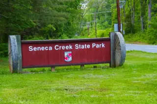 Beaver Attack Forces Partial Closure of Maryland Park