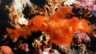 Sesame Street-inspired ghost pipefish Solenostomus snuffleupagus described