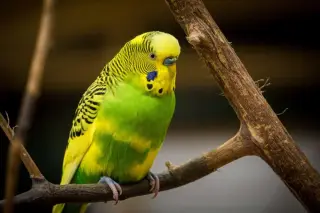 Bird Masturbation Found Across Species, Redefining What’s Normal
