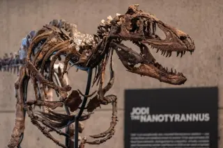 Nanotyrannus Fossil Set for Manhattan Auction
