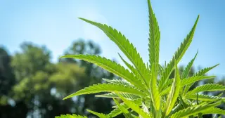White House pushes three-week hemp ban delay, GOP cites potential conflict of interest