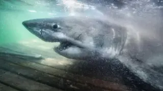 Great white sharks shift north to Canada's Atlantic as warming waters boost prey