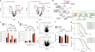 Muscle-derived BH2 signals cold-induced longevity across tissues