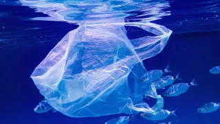 Microplastics Reach Deep-Sea Vents; Indian Ocean Species Harbor 14.7× More Particles