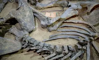 Tiny Bite Marks Reveal Tyrannosaurs as Opportunistic Scavengers, Not Just Hunters