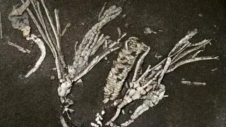 Ancient Crinoid Soft-Tissue Fossil Sheds Light on 450-Million-Year-Old Oceans