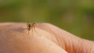 How Disney World Keeps Mosquitoes Away — and Which Tricks You Can Copy at Home