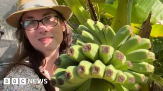 UK Bananas Finally Fruit After 15-Year Wait Amid Warming Climate